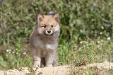 CHIEN FINNOIS DE LAPONIE 407